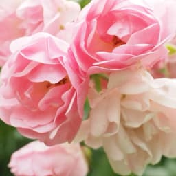 Natural rose mist - +94% natural